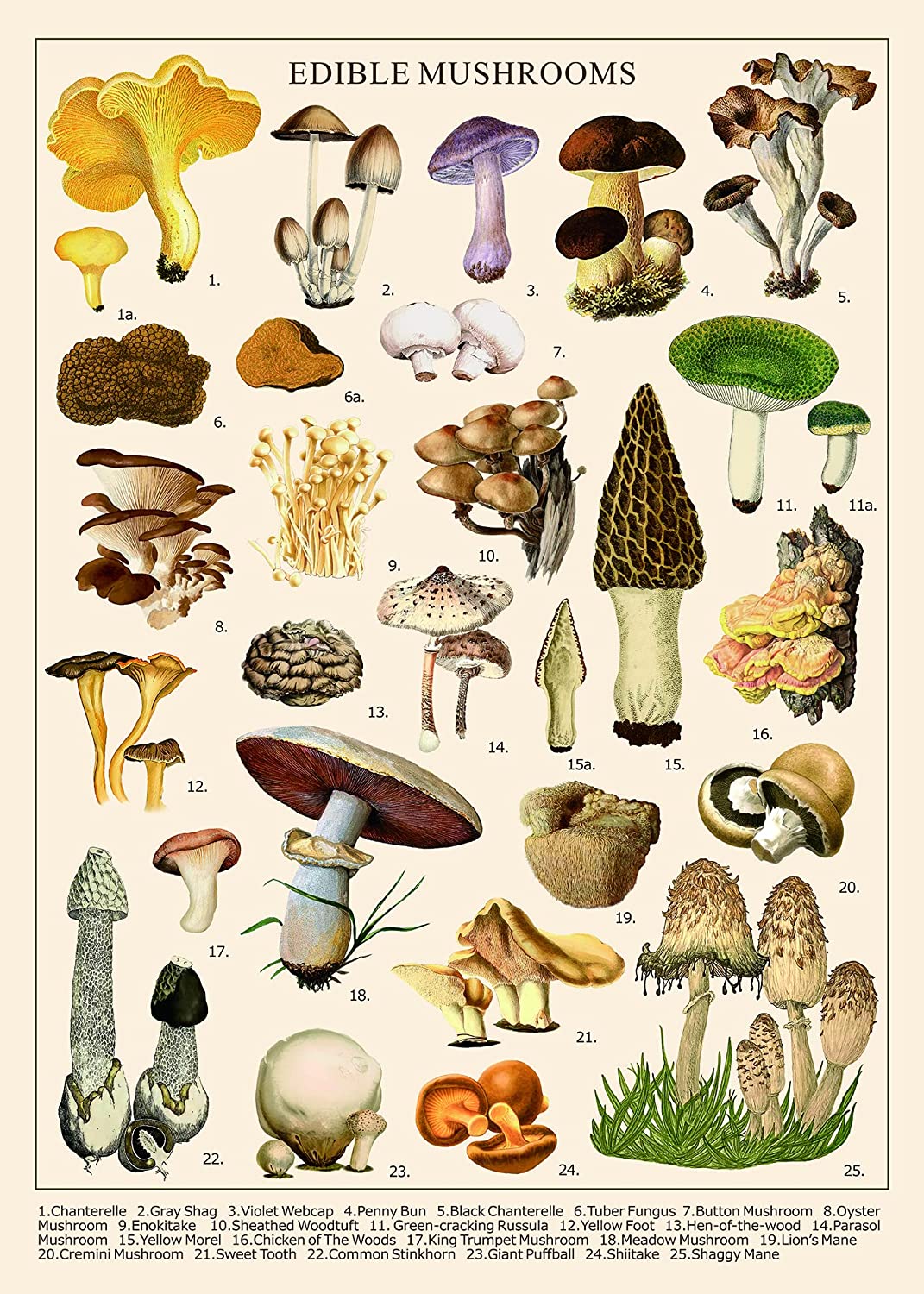 Ideabazar® Vintage Mushroom Jigsaw Puzzle 1000 Pieces
