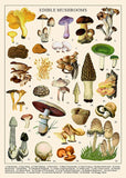 Ideabazar® Vintage Mushroom Jigsaw Puzzle 1000 Pieces
