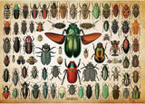 Ideabazar® Beetles Jigsaw Puzzle 1000 Pieces